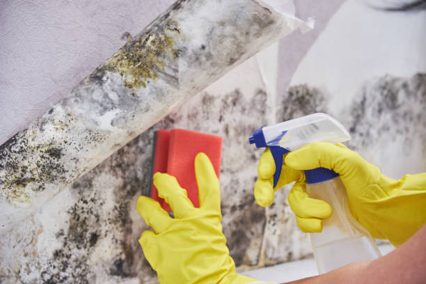 Best Environmental Consulting for Mold Prevention  in Parksdale, CA